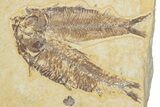 Plate of Three Fossil Fish (Knightia & Diplomystus) - Wyoming #354082-2